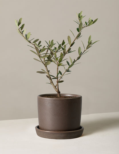 Olive Tree