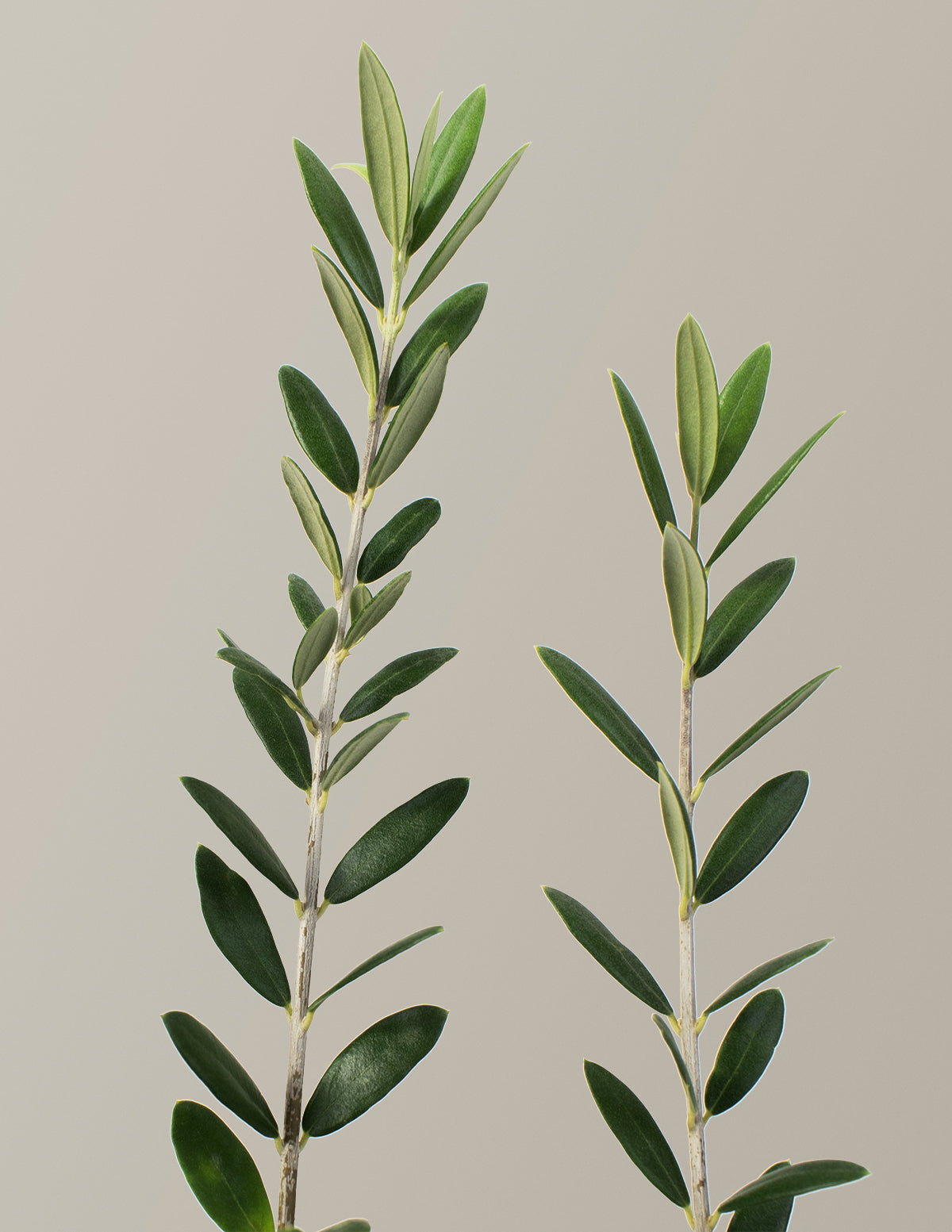 Olive Tree