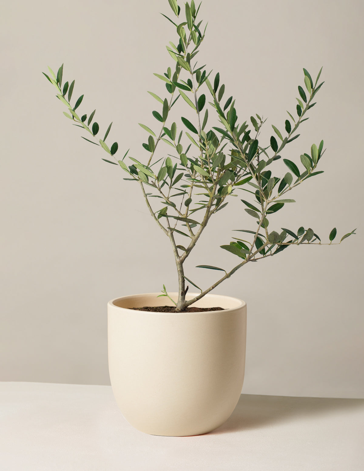 Olive Tree