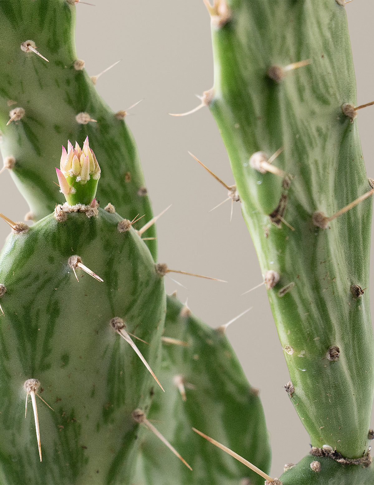 Prickly Pear Cactus ‘Joseph's Coat’