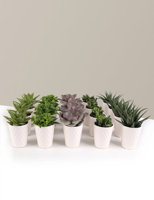 Succulent Party Pack