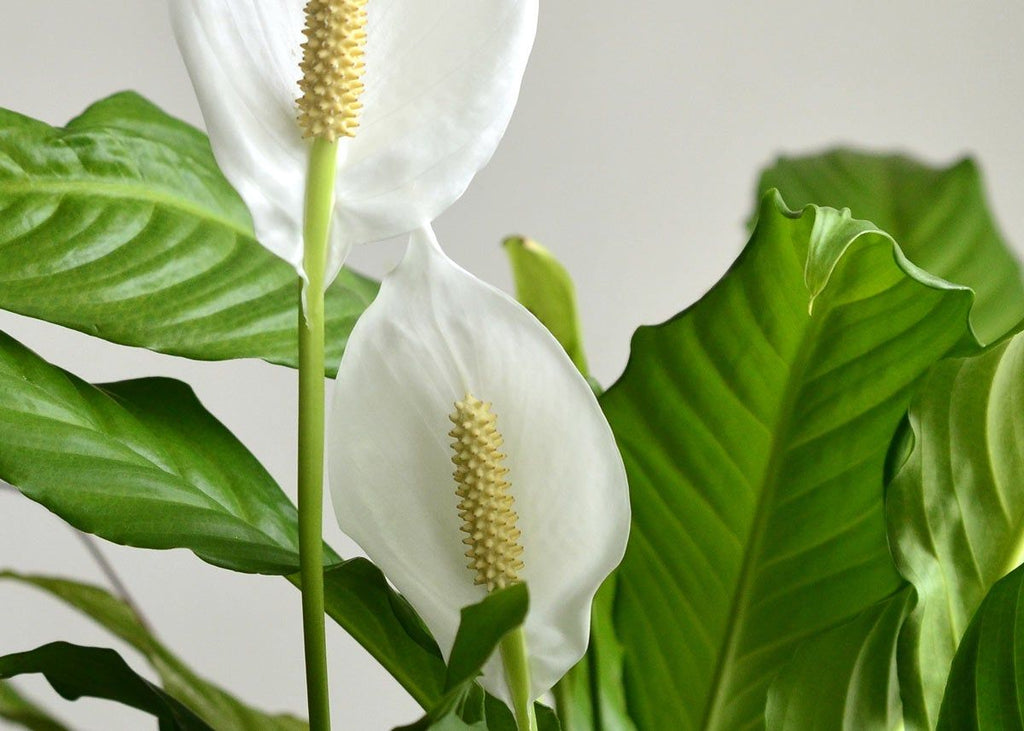 Peace Lily ‘Domino’