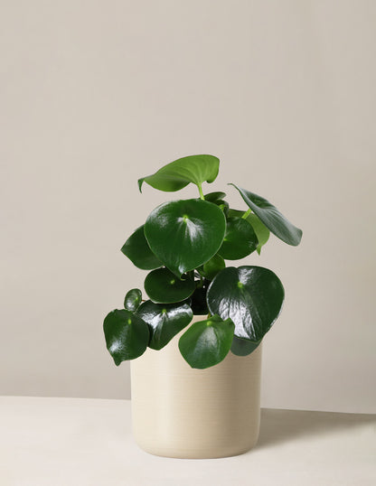 Peperomia Raindrop