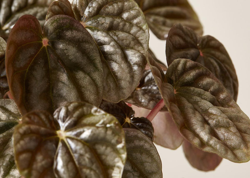 Peperomia