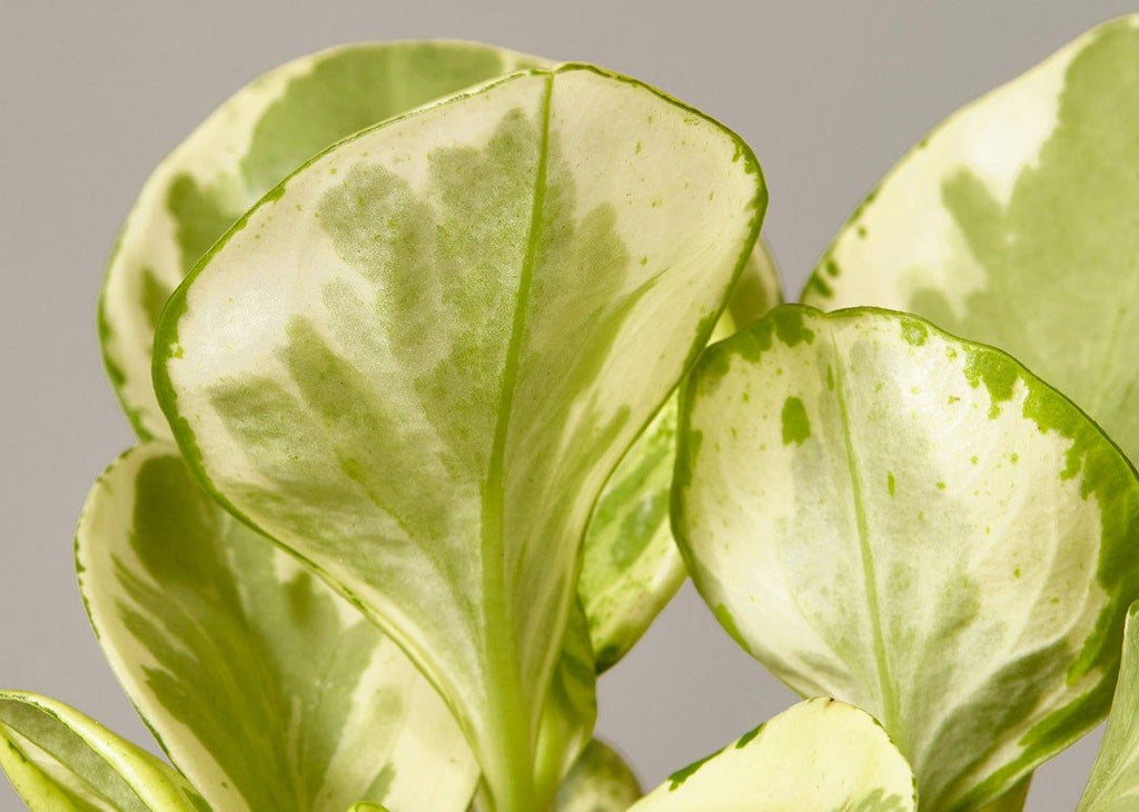 Peperomia Marble