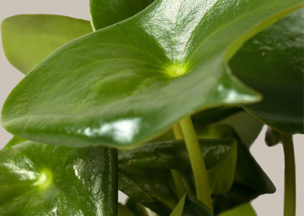 Peperomia Raindrop