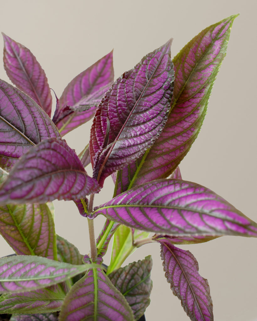 Persian Shield