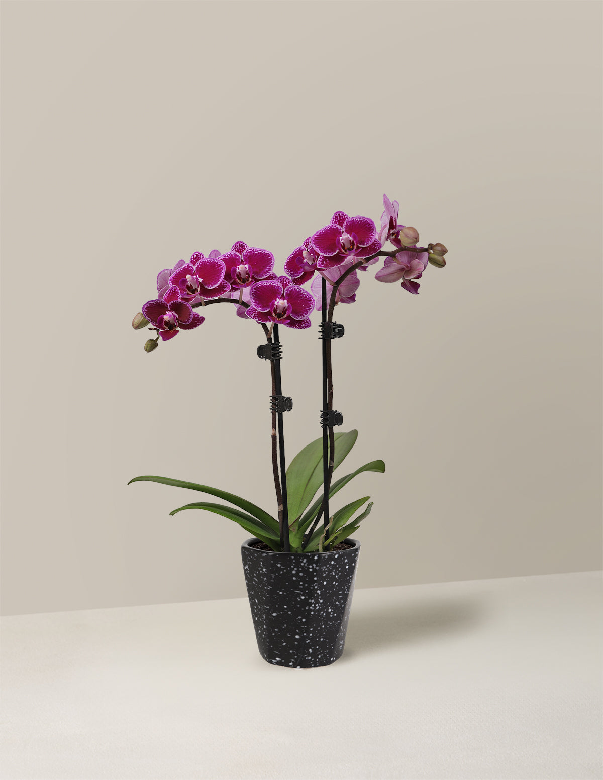 Petite Purple Orchid