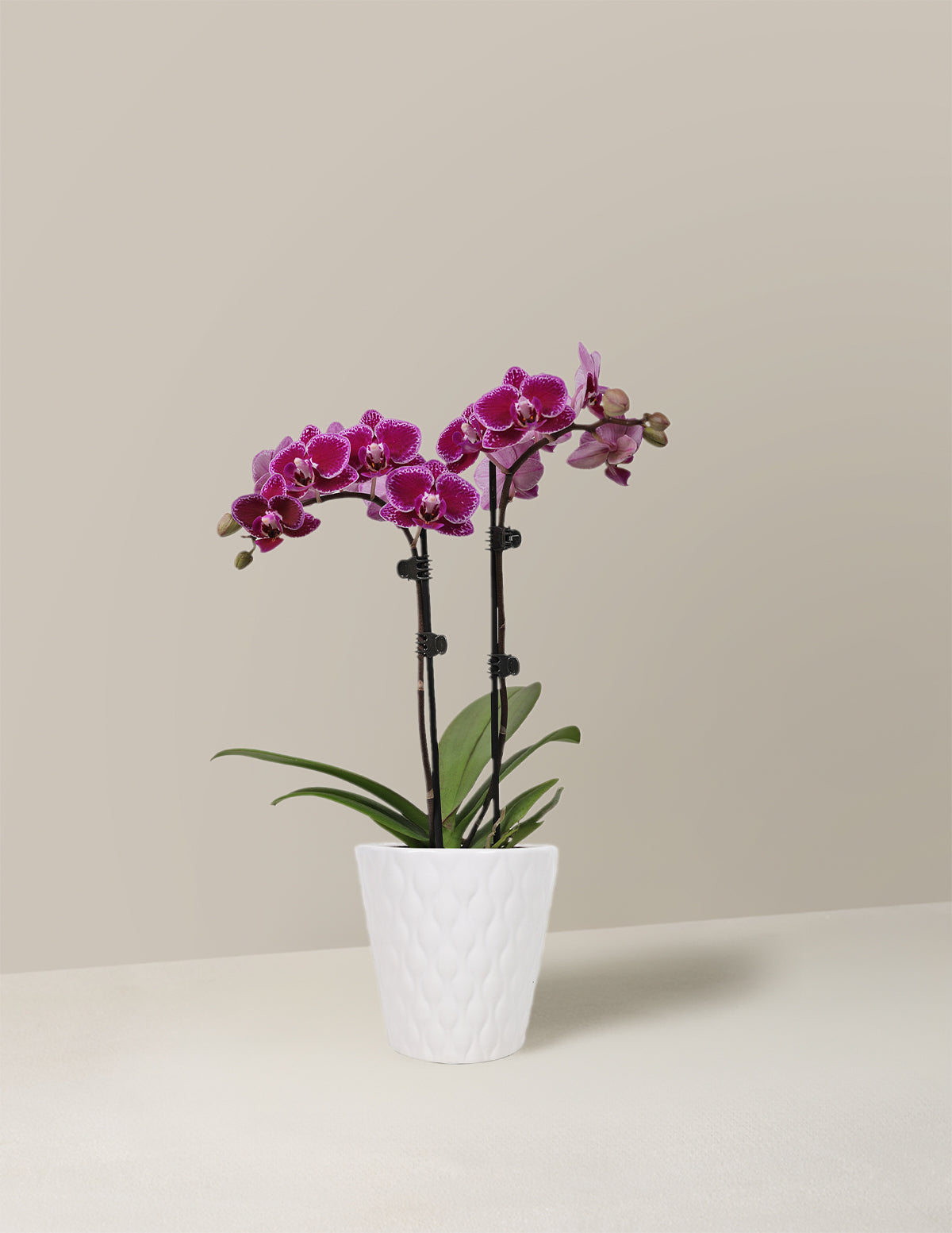 Petite Purple Orchid