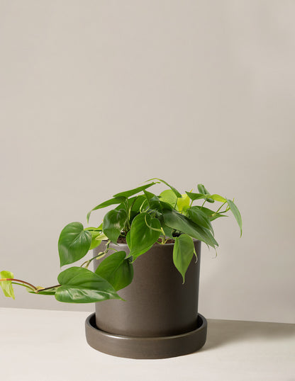 Philodendron Green