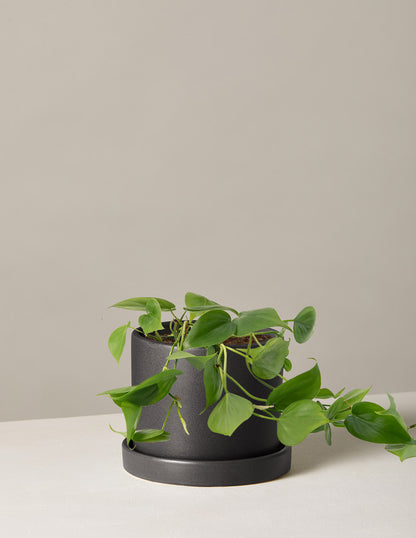 Philodendron Green