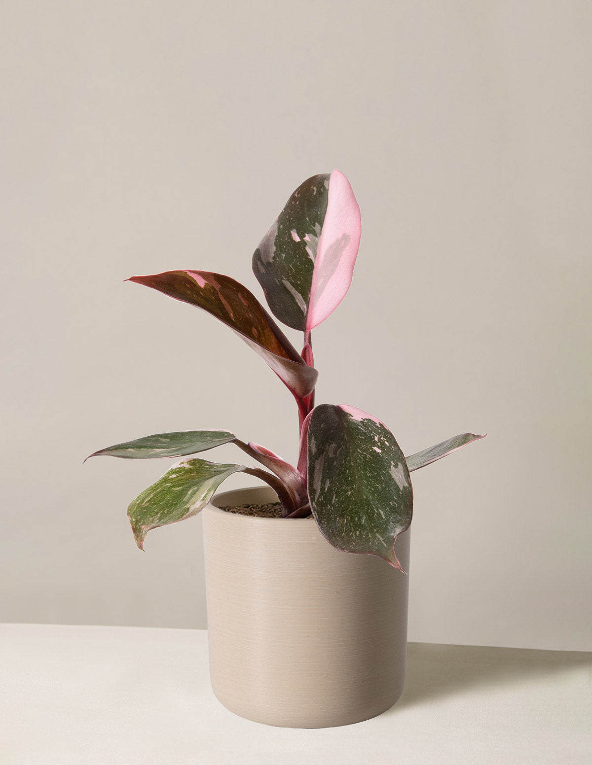 Philodendron Pink Princess