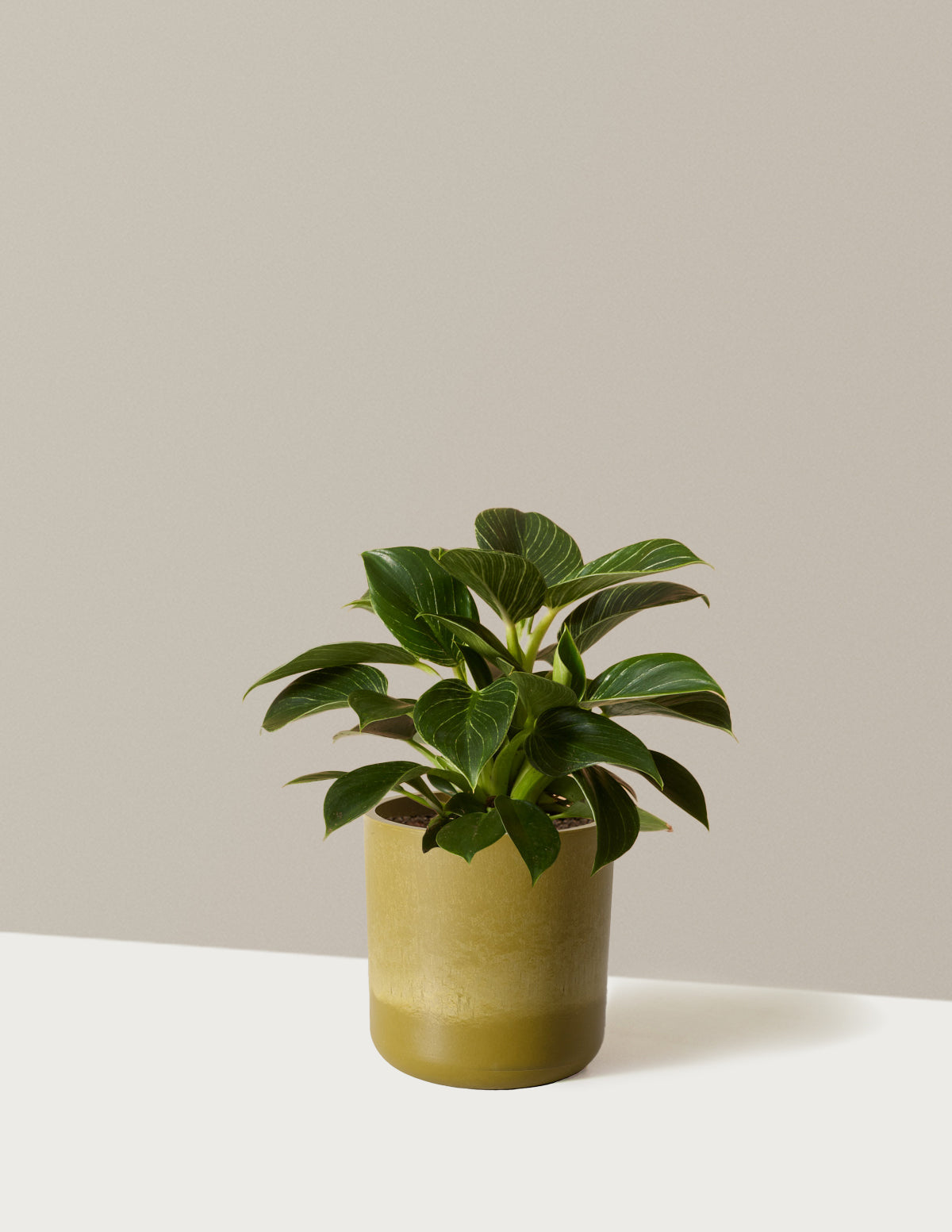 Philodendron Birkin