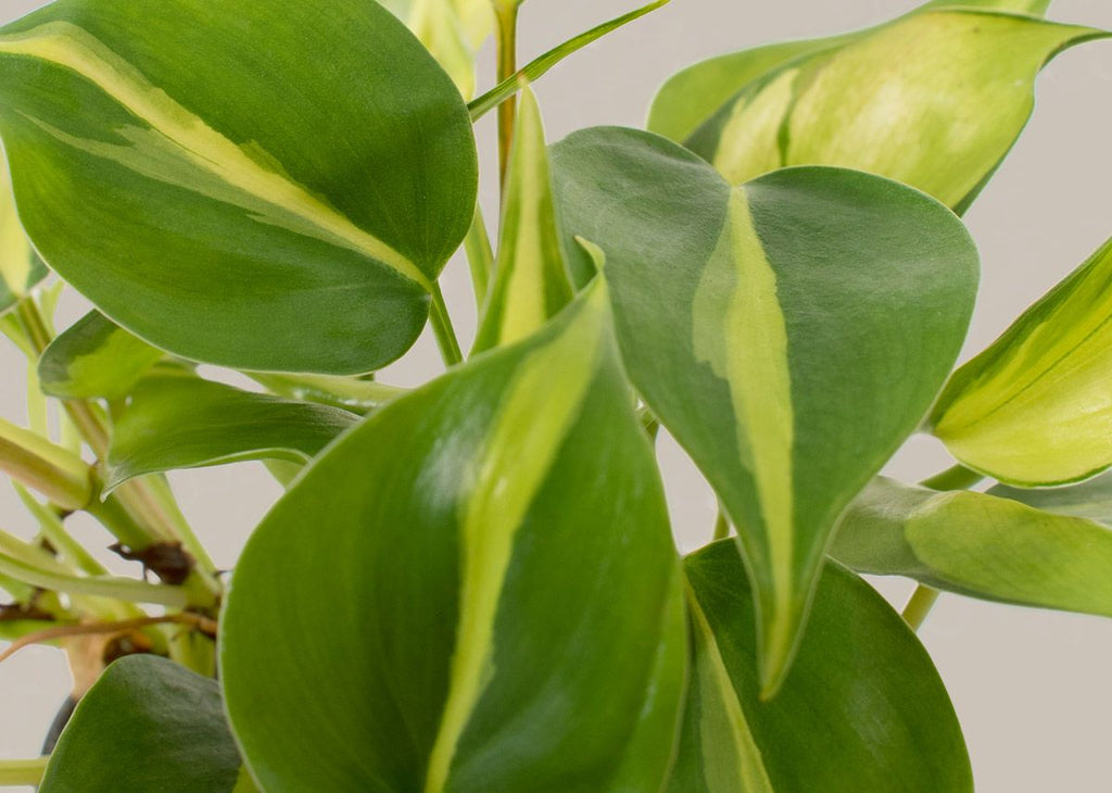 Philodendron Brasil