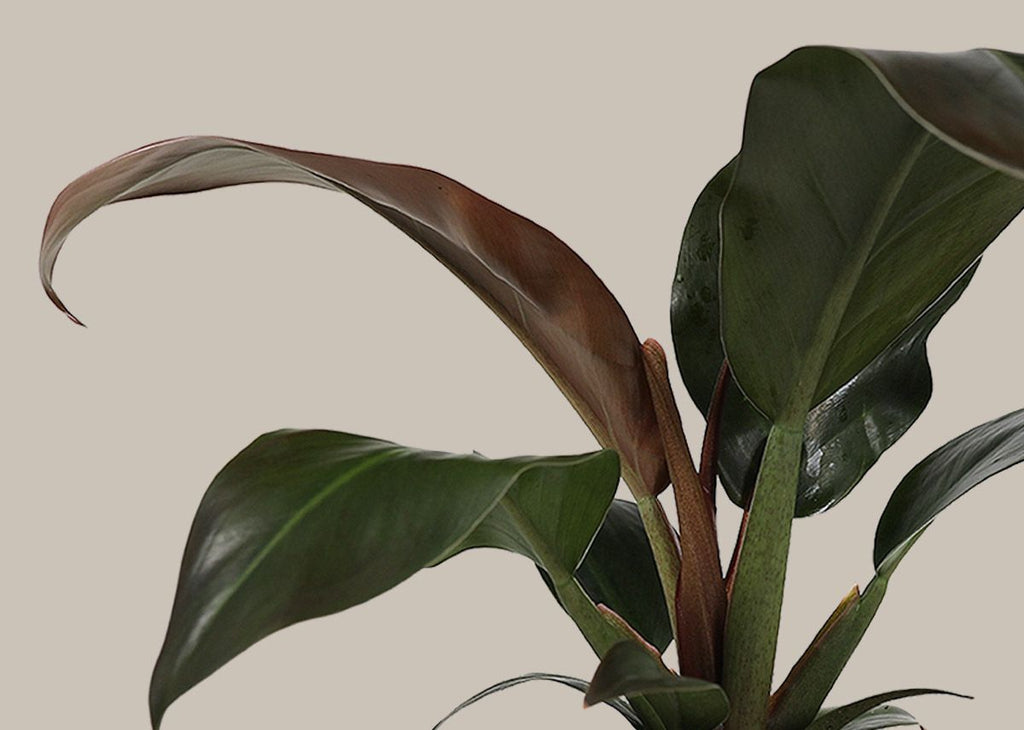 Philodendron Imperial Red