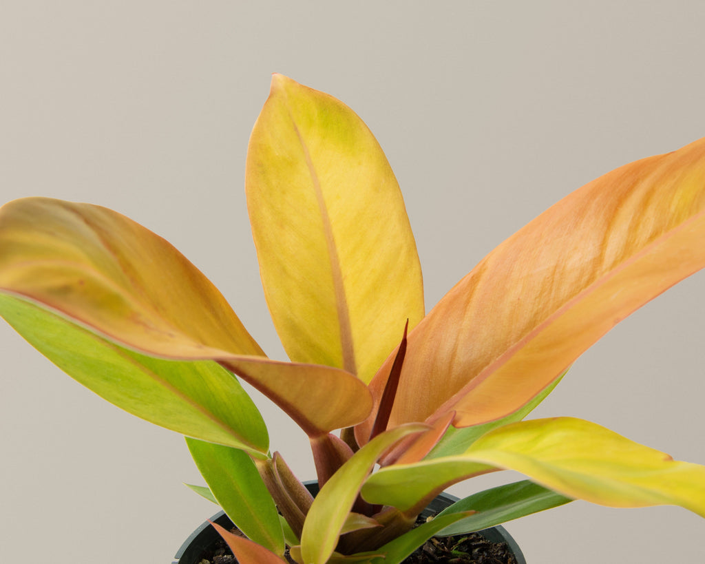 Philodendron Prince of Orange