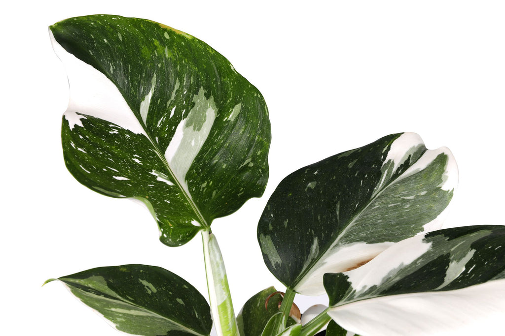 Philodendron White Wizard