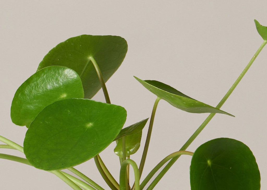 Pilea