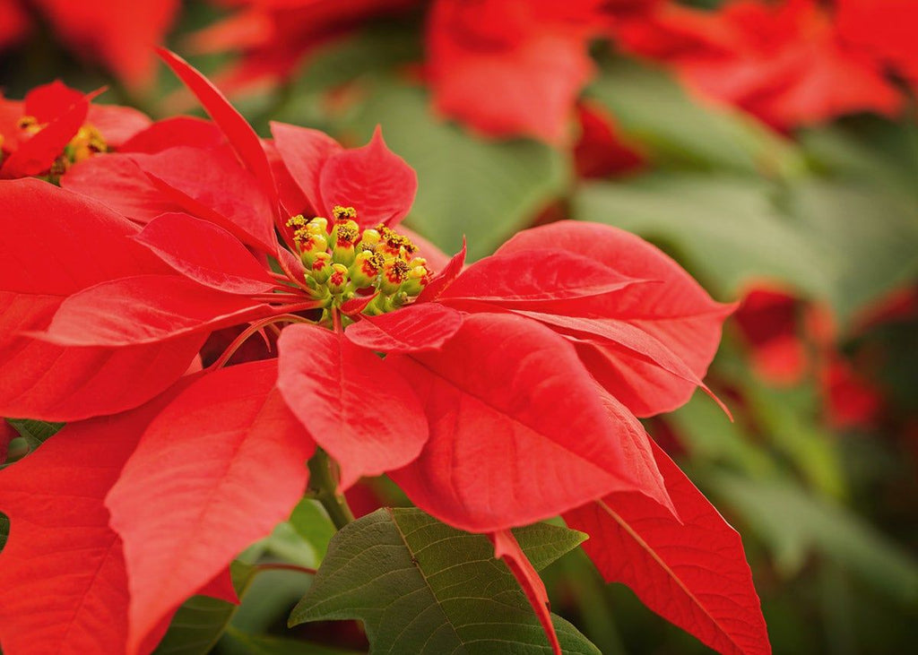 Poinsettia