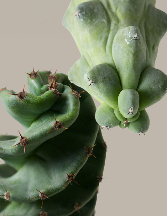 The Rare Cactus Duo