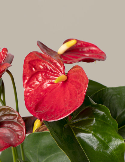 Red Anthurium