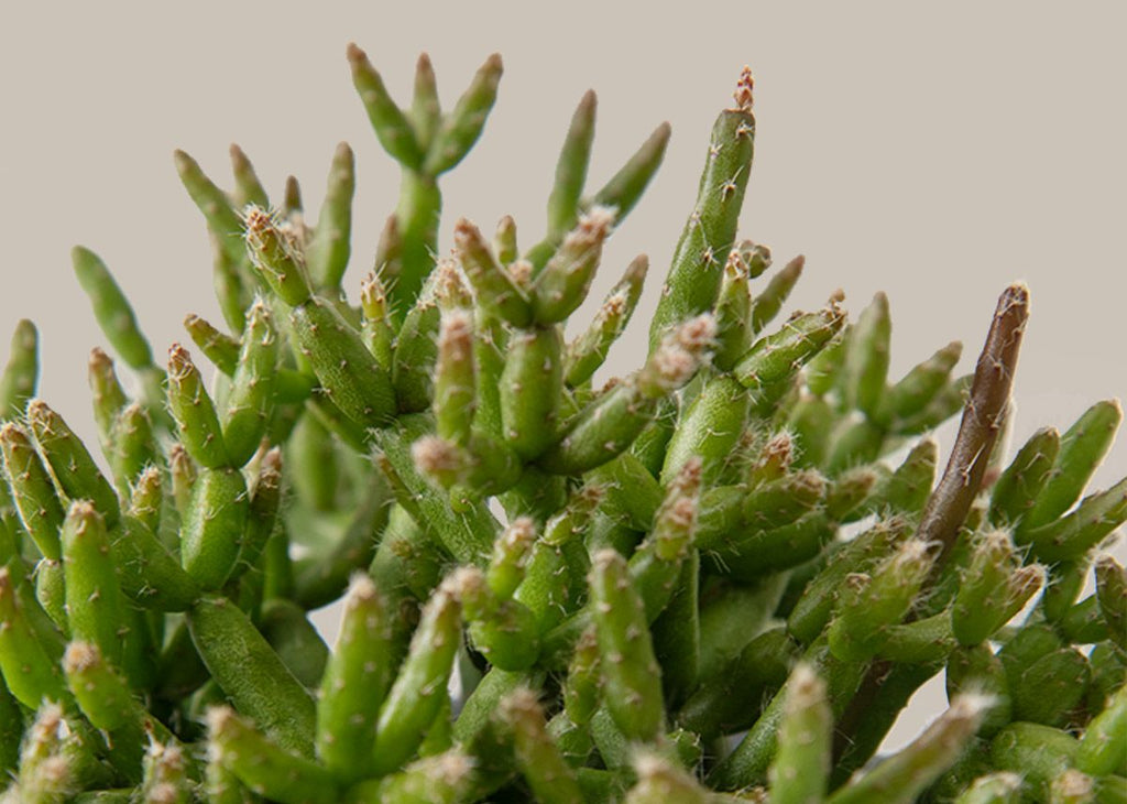 Rhipsalis