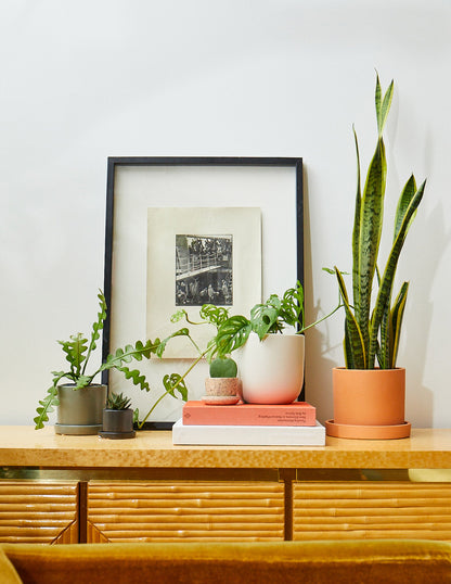 Snake Plant Laurentii