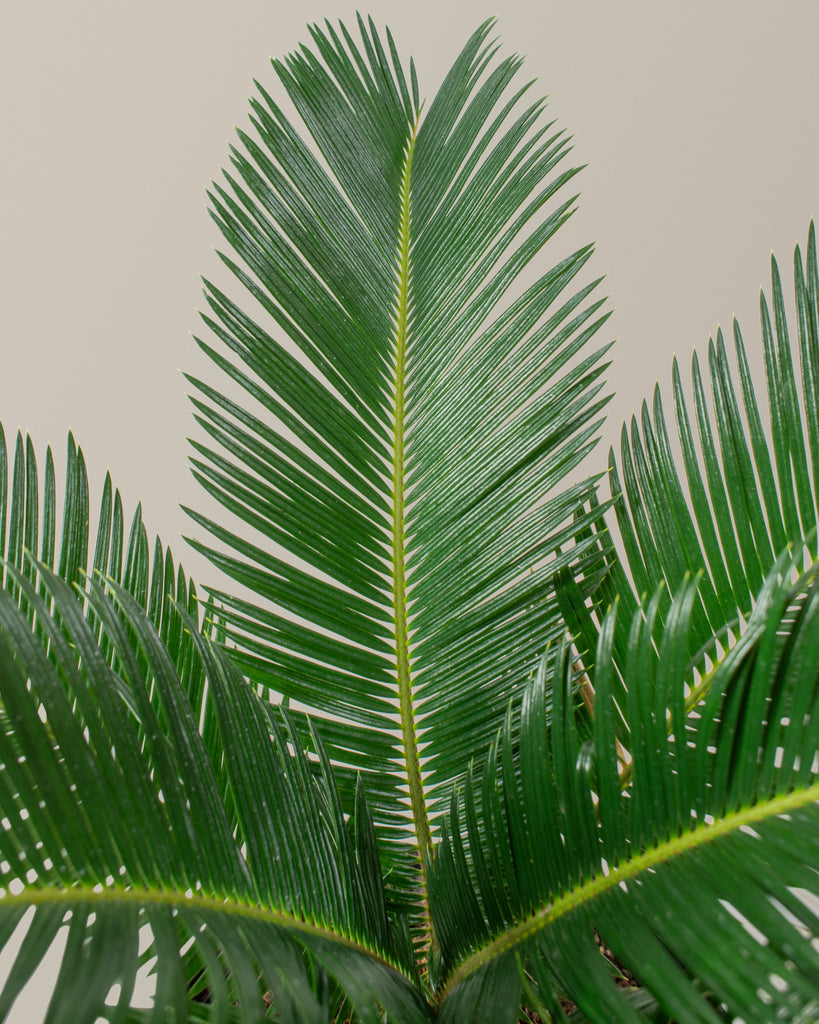 Sago Palm