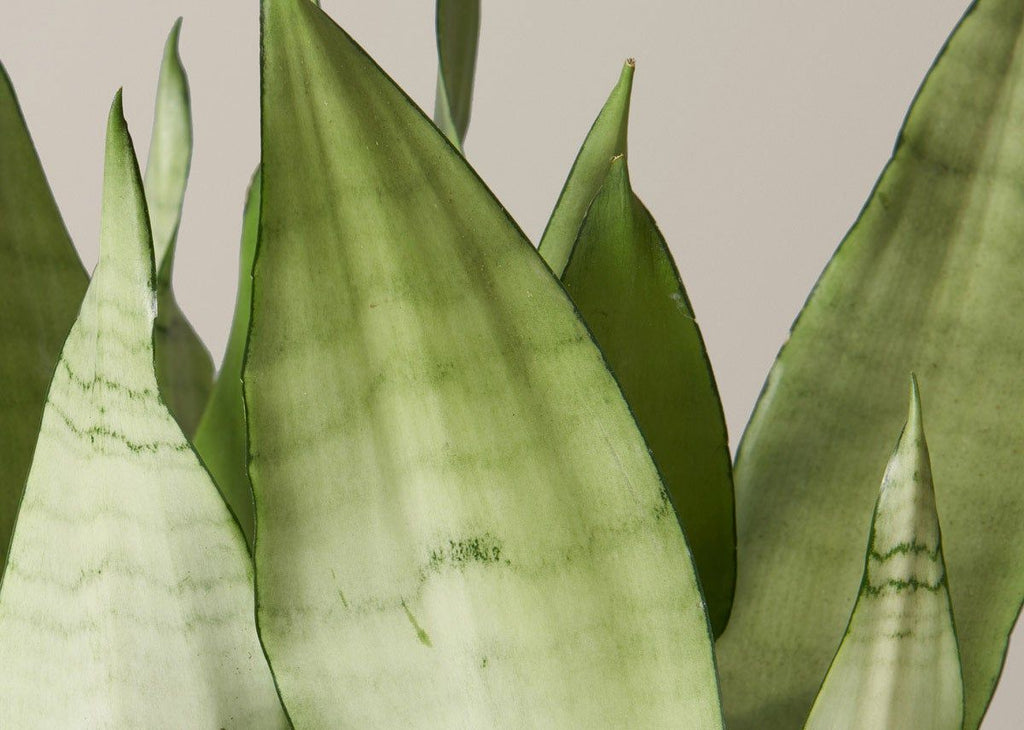 Sansevieria Moonshine