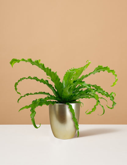 Bird’s Nest Fern