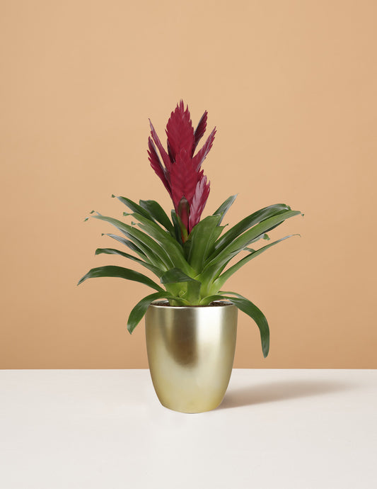 Bromeliad Vriesea ‘Albertina Maroon’