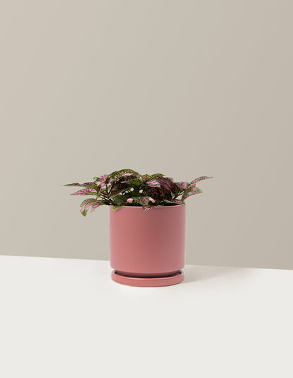 Pink Polka Dot Plant