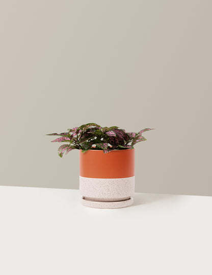 Pink Polka Dot Plant