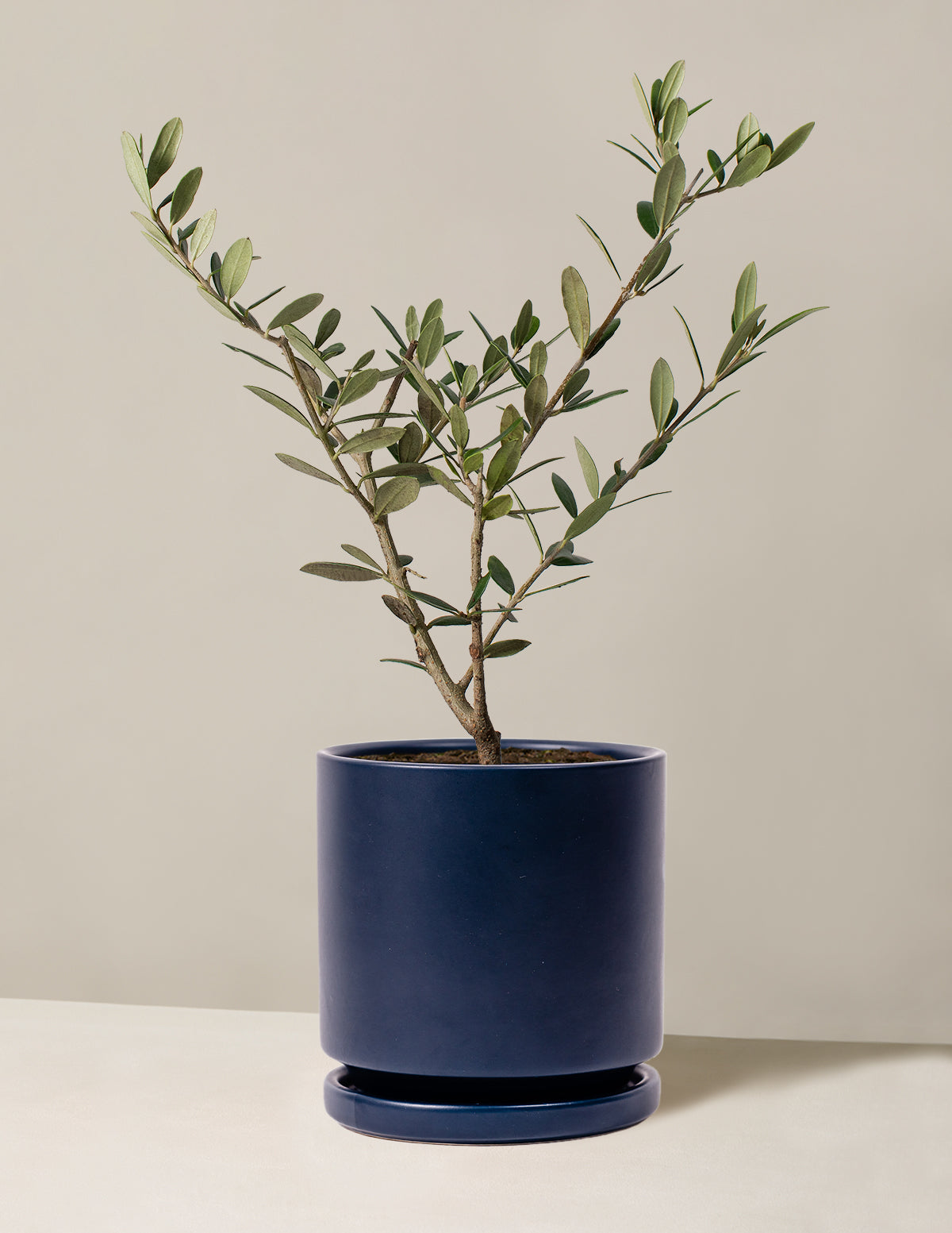 Olive Tree