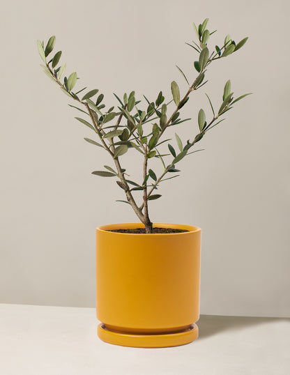 Olive Tree