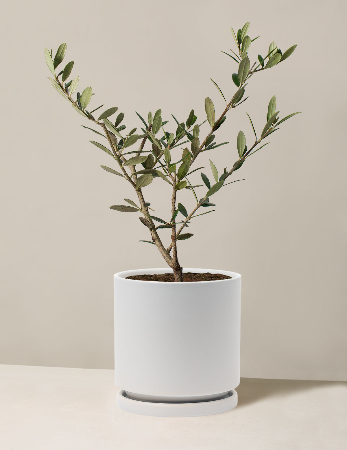 Olive Tree