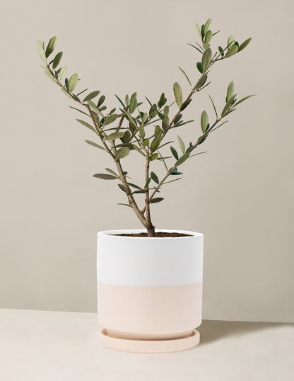 Olive Tree