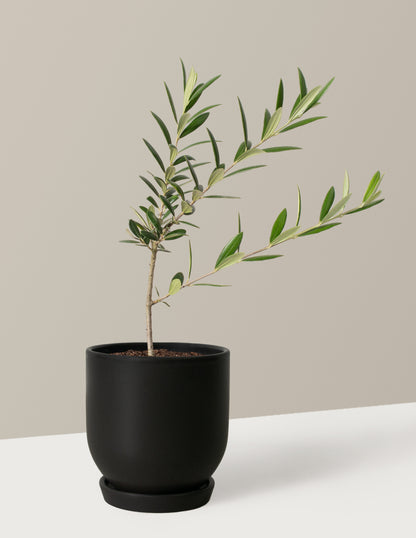 Olive Tree