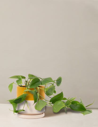 Philodendron Green