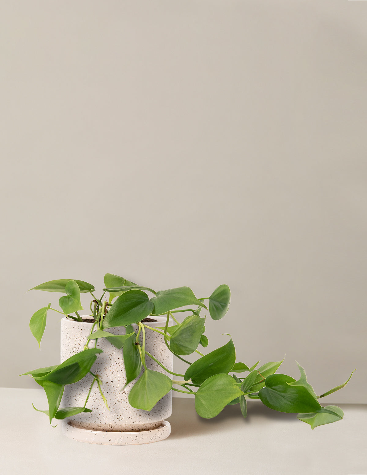 Philodendron Green