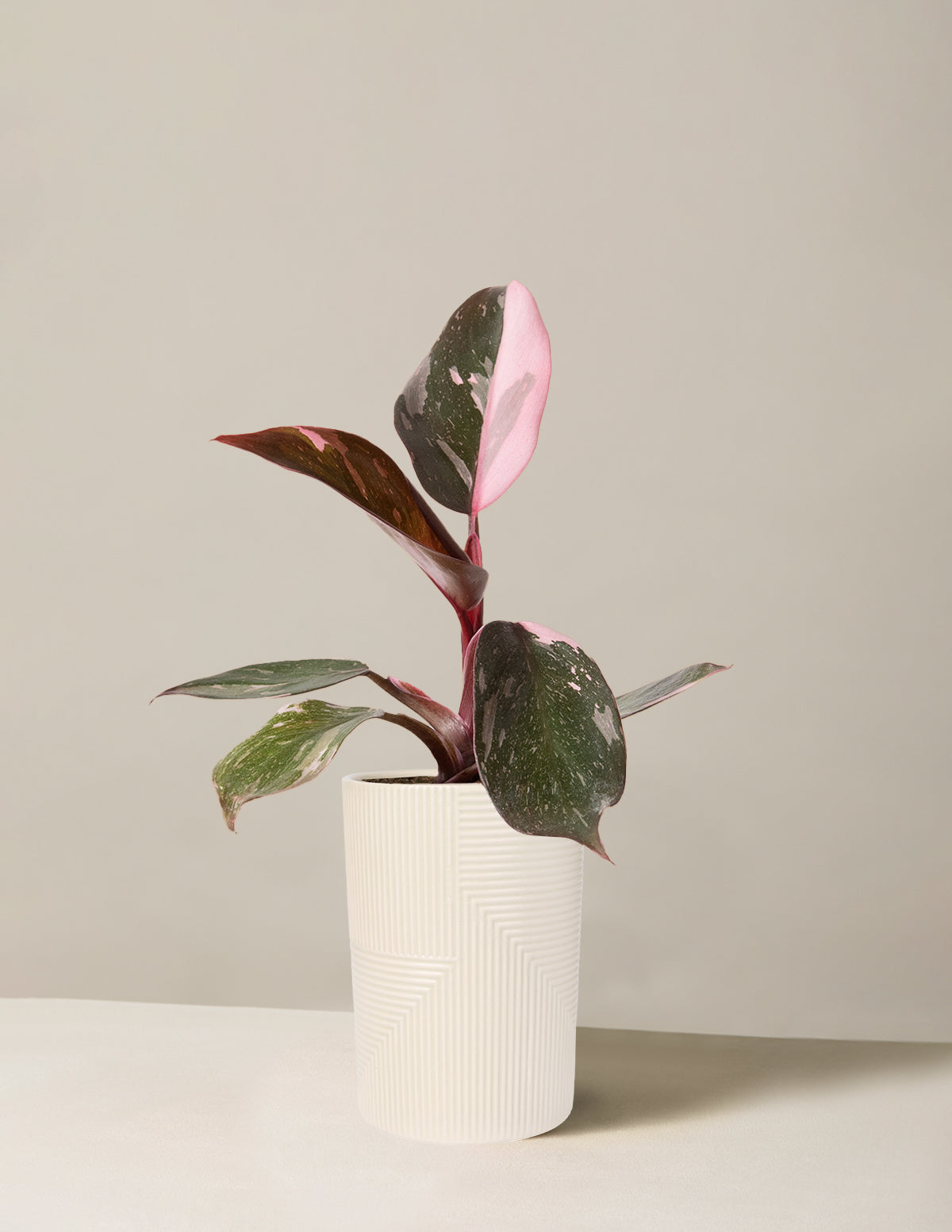 Philodendron Pink Princess