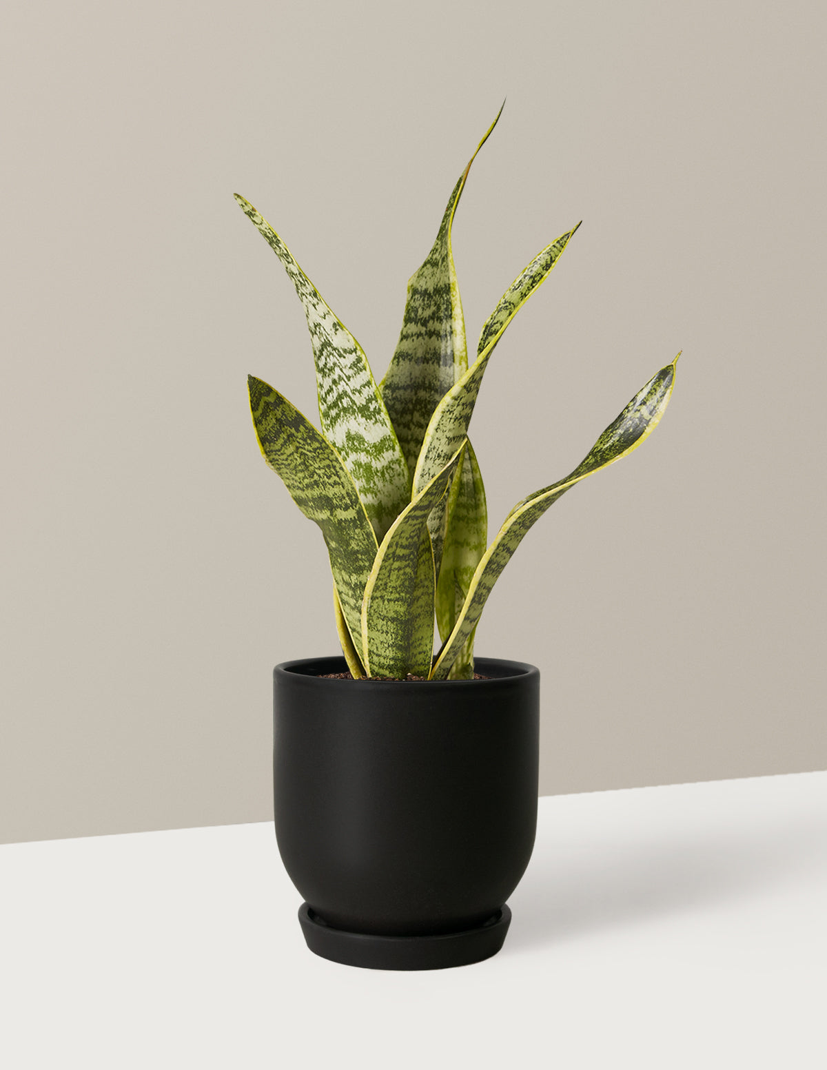 Snake Plant Laurentii