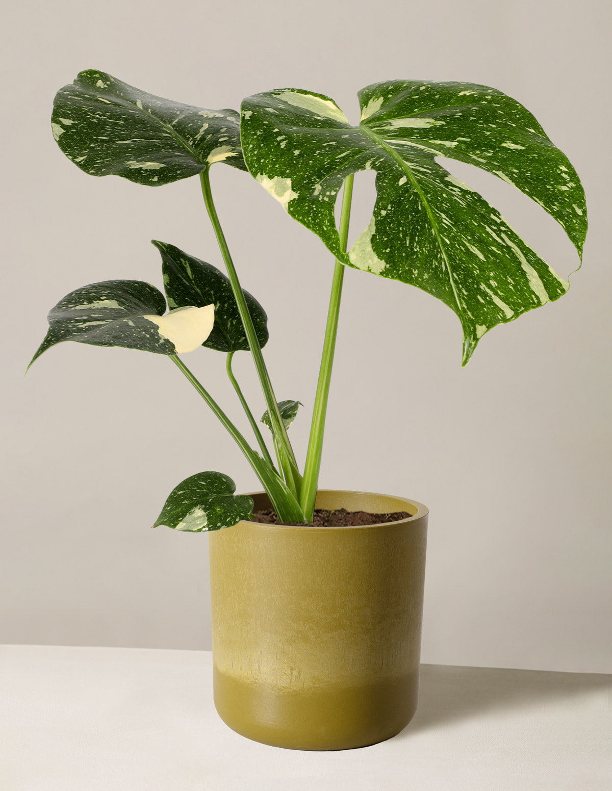 Monstera ‘Thai Constellation’