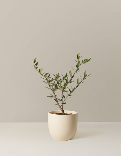 Olive Tree