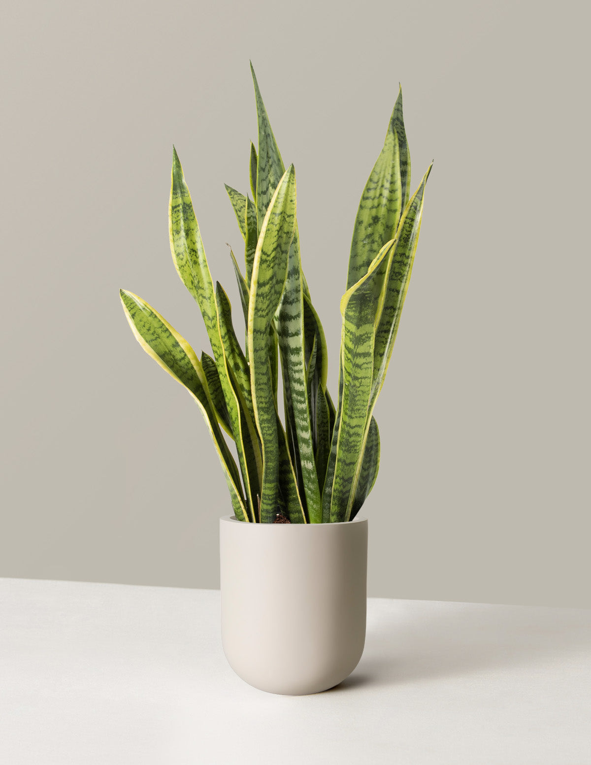 Snake Plant Laurentii