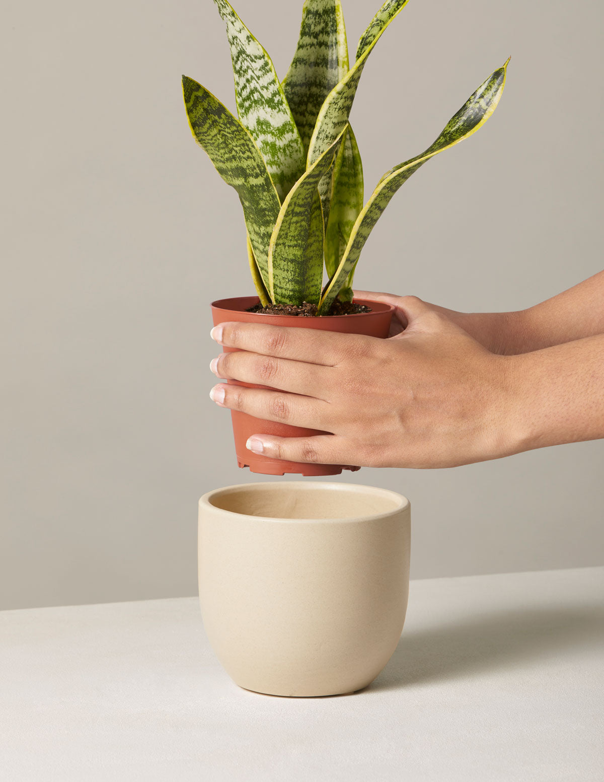 Snake Plant Laurentii