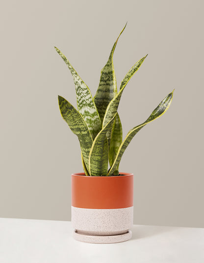 Snake Plant Laurentii