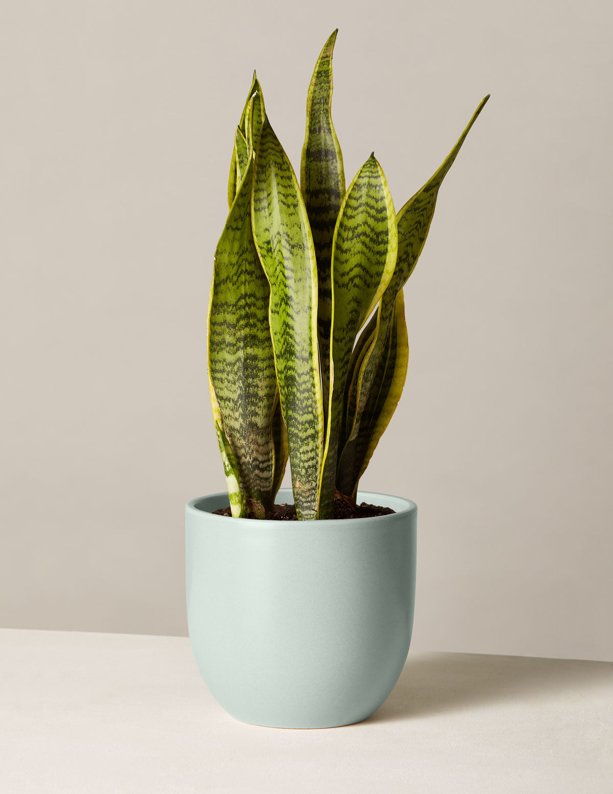 Snake Plant Laurentii