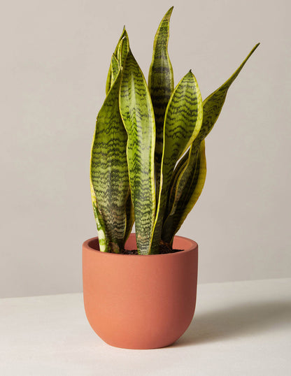 Snake Plant Laurentii