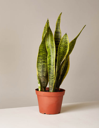 Snake Plant Laurentii